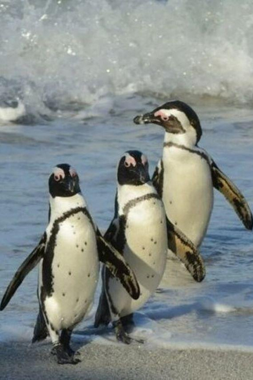 PRIVATE Tour Cape Town: Cape Point Peninsula & Penguins - Inclusions and Additional Fees