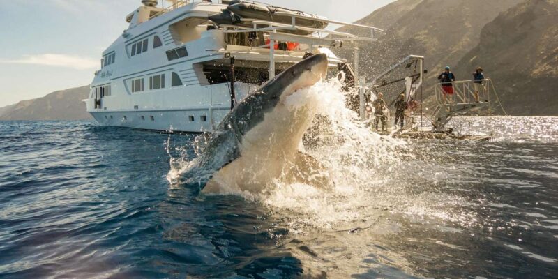 Private Tour: Cape Town to Gaansbaai - Shark Cage Diving - Key Points