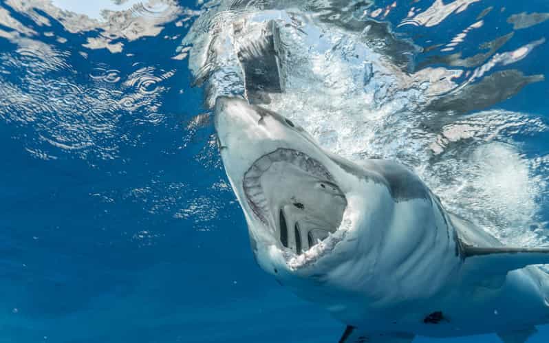 Private Tour: Cape Town to Gaansbaai - Shark Cage Diving - Itinerary and Locations