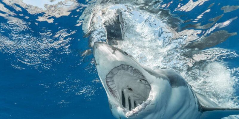 Private Tour: Cape Town to Gaansbaai - Shark Cage Diving - Experience Highlights
