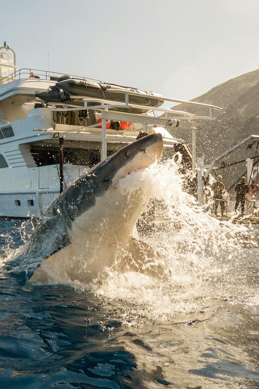 Private Tour: Cape Town to Gaansbaai - Shark Cage Diving - Shark Conservation Projects