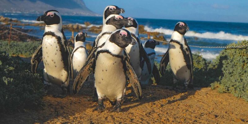 Private Tour: Cape Town to Gaansbaai - Shark Cage Diving - Booking and Cancellation