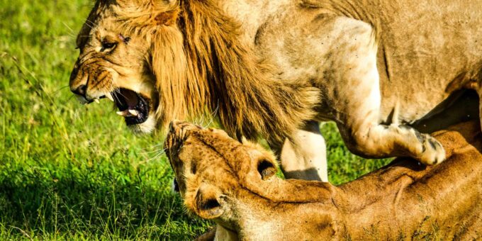 Private Tour: Cape Town Wildlife -Watch Lion Feeding Session - Pickup and Drop-off Locations