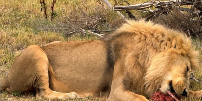 Private Tour: Cape Town Wildlife -Watch Lion Feeding Session - Lion Adoption Donation