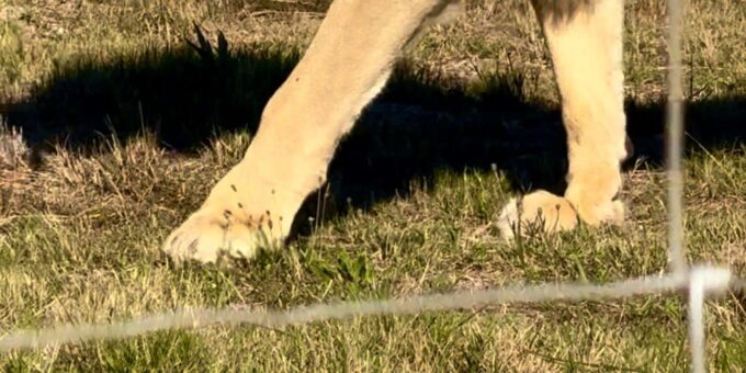 Private Tour: Cape Town Wildlife -Watch Lion Feeding Session - Frequently Asked Questions
