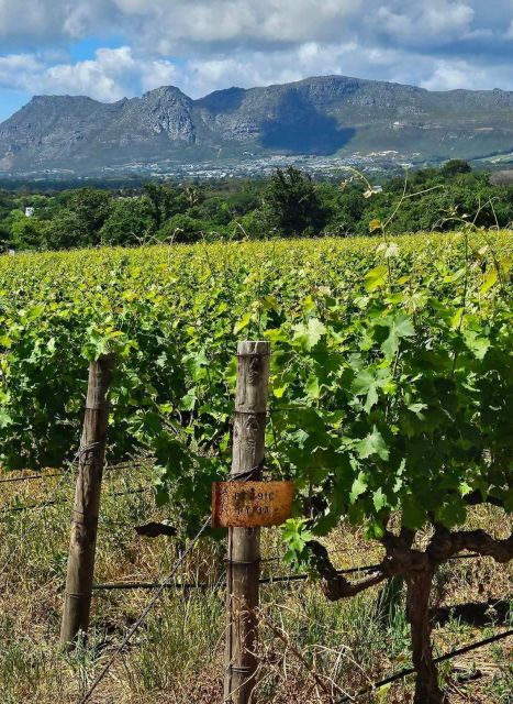 Private Tour: Cape Winelands to Stellenbosch & Franschhoek - Discovering Franschhoeks French-Inspired Wines