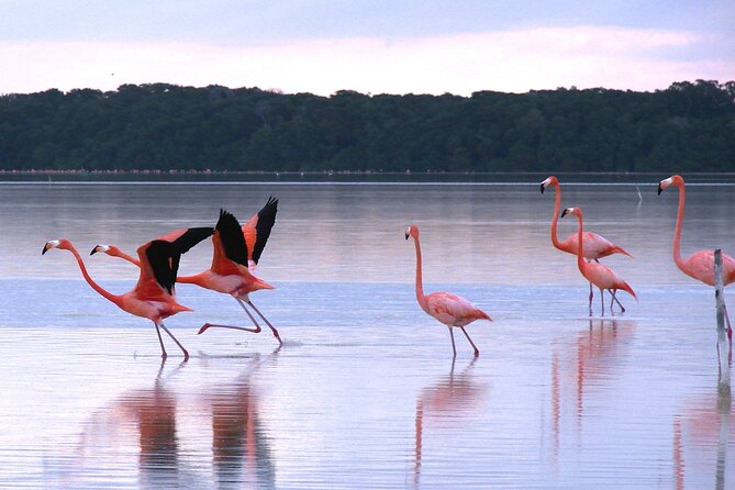 Private Tour: Celestun Biosphere Reserve by Yucatan Concierge - Pricing and Availability