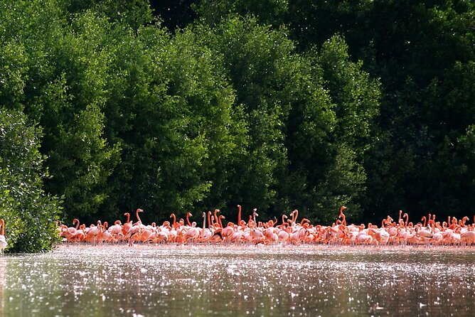 Private Tour Celestun Flamingo Watching and Beach - Private Transportation