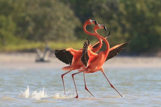 Private Tour Celestun Flamingo Watching and Beach - Wildlife Encounters
