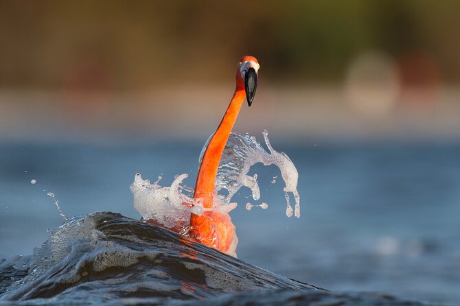 Private Tour Celestun Flamingo Watching and Beach - Scenic Highlights