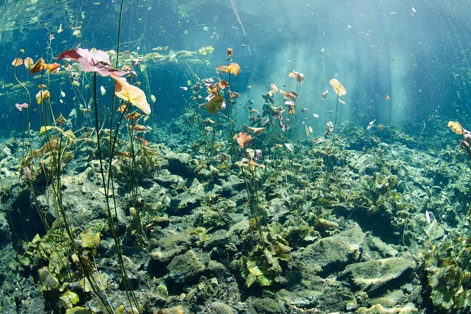 Private Tour Cenote Taak Bi Ha and Nicte Ha From Tulum Hotels - Cenotes Taak Bi Ha and Nicte Ha