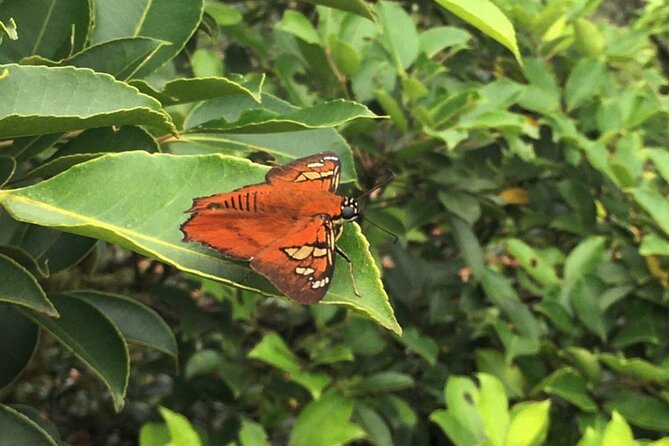 Private Tour - Cerro Gaital Natural Monument Trail - Transportation and Logistics