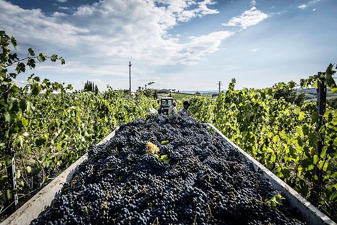 Private Tour: Chianti Winery, Montefioralle, and Greve in Chianti - Good To Know