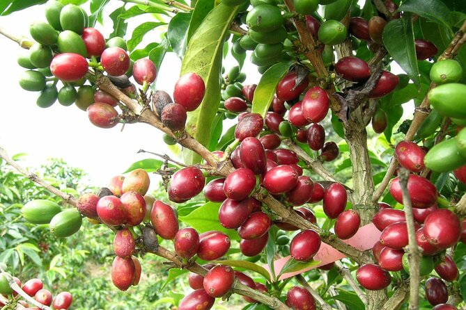 Private Tour Coffee Farm Coloma Transportation+Lunch - Discover Colombias Coffee Culture