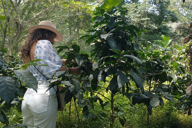 Private Tour Coffee Farm Coloma Transportation+Lunch - Indulge in Regional Cuisine