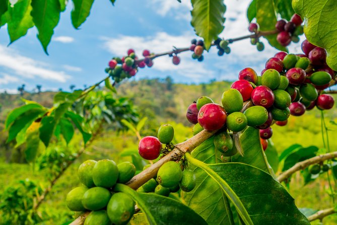 Private Tour - Coffee Tour (Cultivations) - Pricing and Cancellation