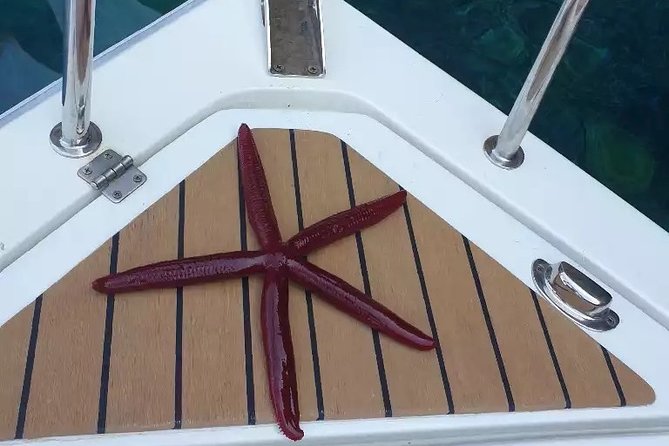 Private Tour: Custom Made (Charged per Hour) - Reviews and Feedback