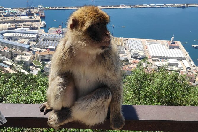 Private Tour: Day Through Gibraltar and Morocco, Tangier From Seville - Reviews