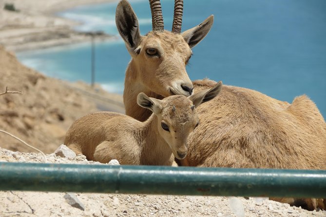Private Tour: Dead Sea and Masada - Reviews