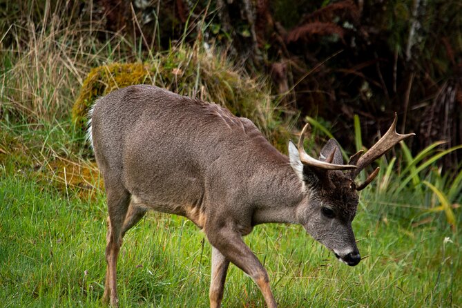 Private Tour Deer in the Chingaza Páramo and Suasie Trail - Key Points