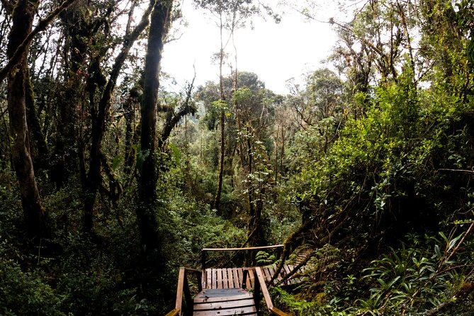 Private Tour Deer in the Chingaza Páramo and Suasie Trail - Accessibility and Recommendations