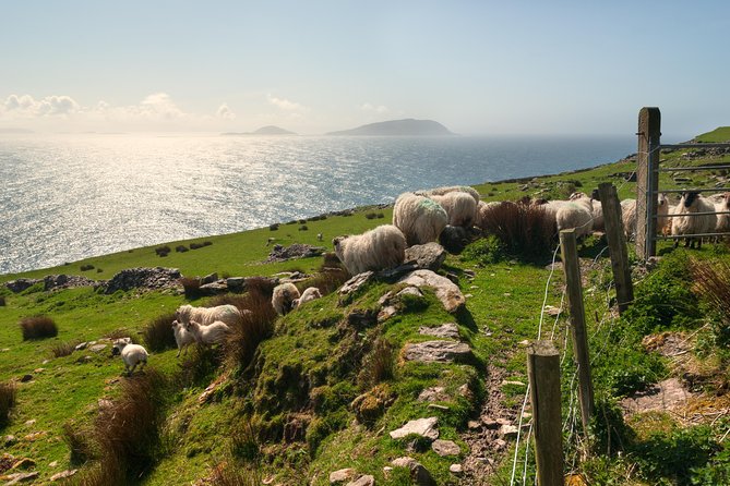 Private Tour: Dingle Peninsula From Kerry. Waterville, Tralee Etc - Traveler Reviews and Feedback