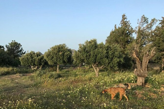 Private Tour: Discover the Secret World of Olives in Afantou - Booking Information