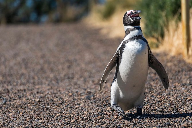 Private Tour Discovering Punta Tombo Penguin Reserve From Puerto Madryn - Key Points