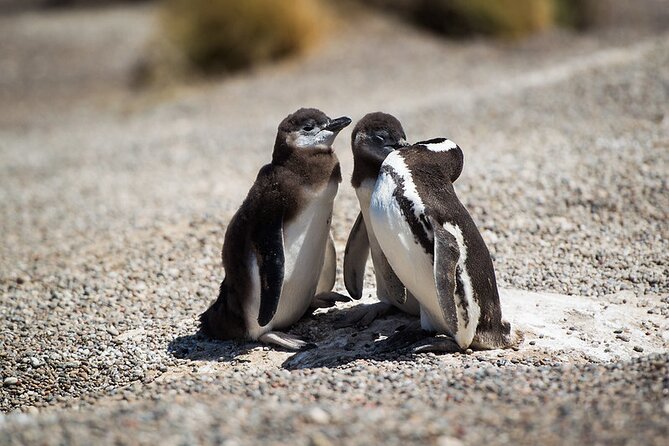 Private Tour Discovering Punta Tombo Penguin Reserve From Puerto Madryn - Guest Feedback and Ratings