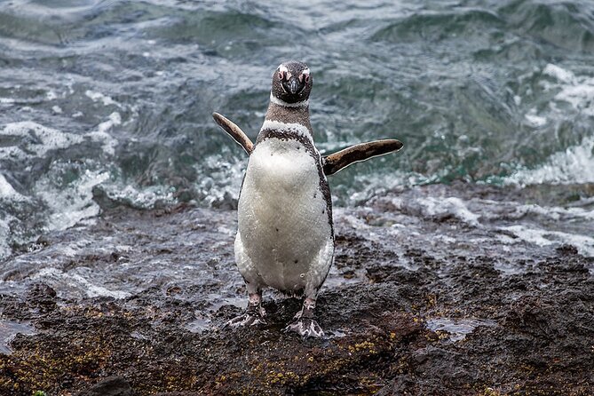 Private Tour Discovering Punta Tombo Penguin Reserve From Puerto Madryn - Exploring the Penguin Reserve
