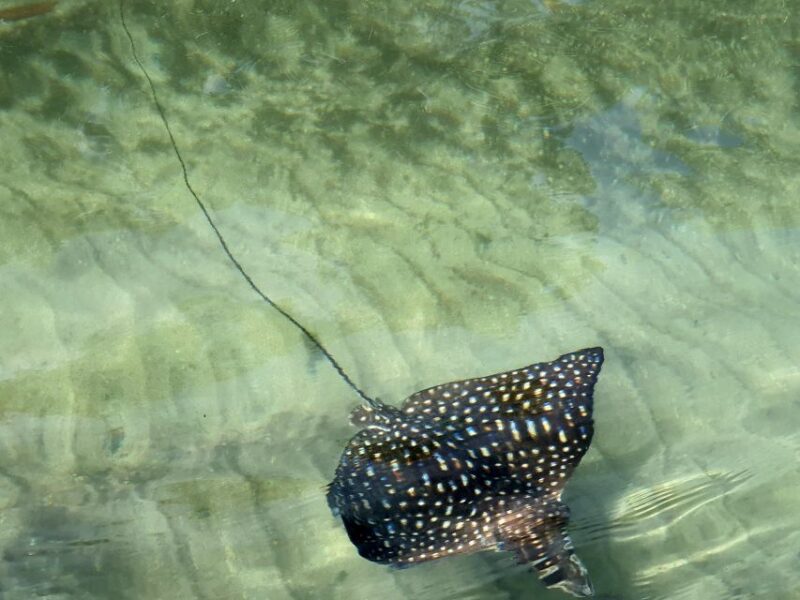 Private Tour: Dudu Cenotes + Playa Grande Beach + Much More - Highlights and Attractions