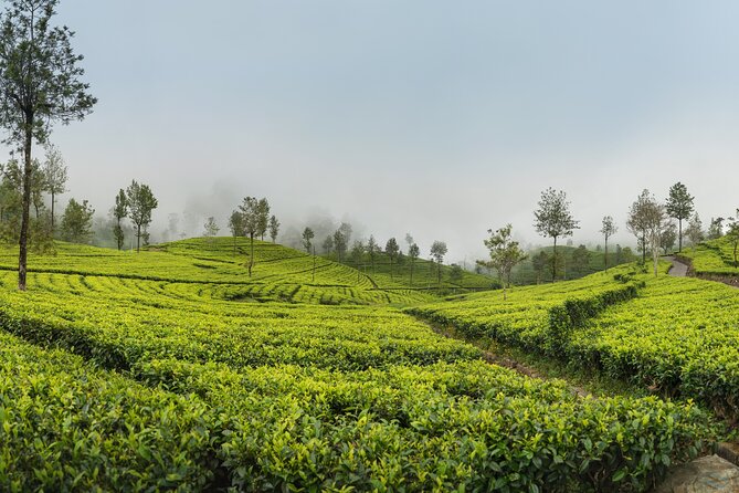 Private Tour Ella With Train Ride & Tea Plantation - Frequently Asked Questions