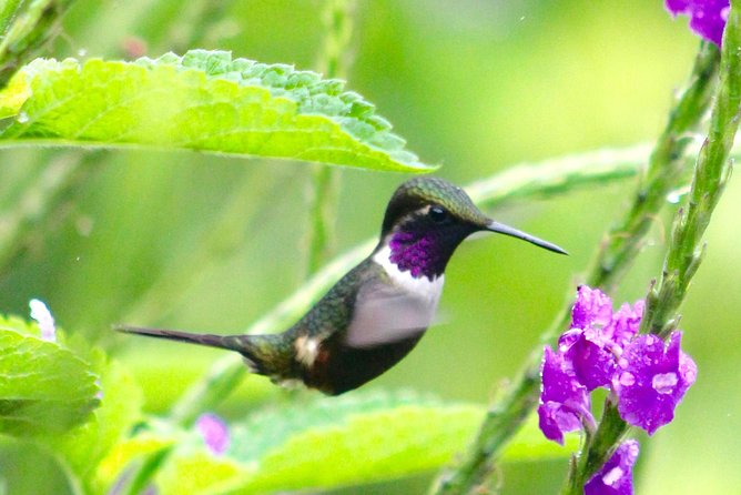 Private Tour: Equator Line,Hummingbirds Garden & 2-hour Hike in a Primary Forest - Guide and Transportation