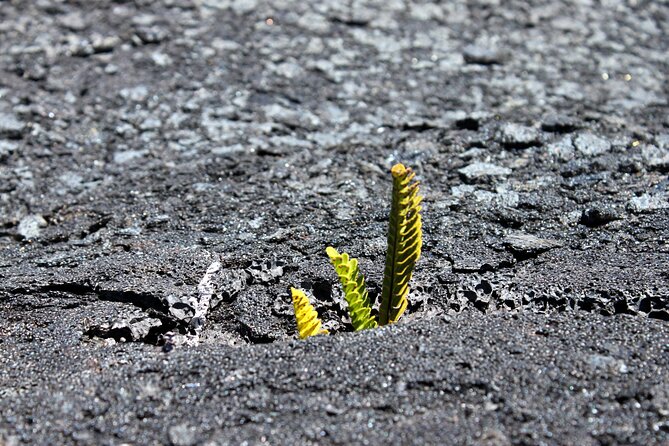 Private Tour: Experience Active Kilauea Volcano & Hilo Rainbow Falls - Exploring Kilauea Volcano