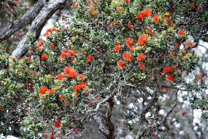 Private Tour: Experience Active Kilauea Volcano & Hilo Rainbow Falls - Pickup and Meeting Points