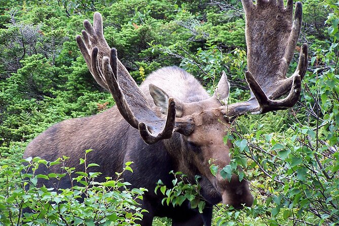 Private Tour: Experience the Canadian Rocky Mountains - Activity Details