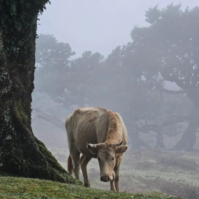 Private Tour: Fanal Tour by Overland Madeira - Relax at Seixal Beach