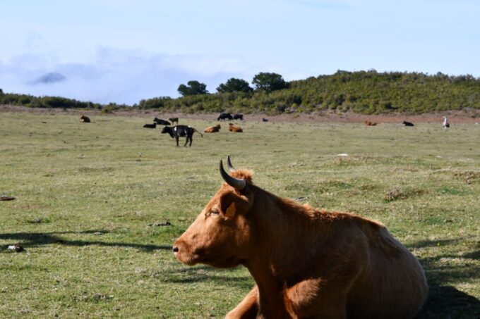 Private Tour: Fanal Tour by Overland Madeira - Inclusions and Pricing