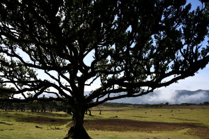 Private Tour: Fanal Tour by Overland Madeira - Experiential Summary