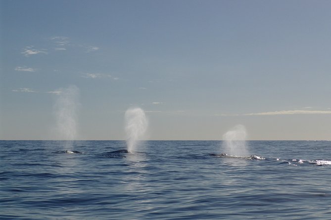 Private Tour Fee to See Whales and Dolphins - About Your Stay