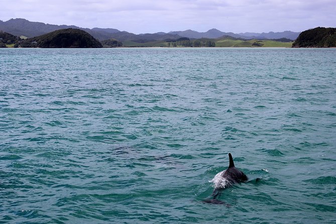 Private Tour Fee to See Whales and Dolphins - Customer Feedback