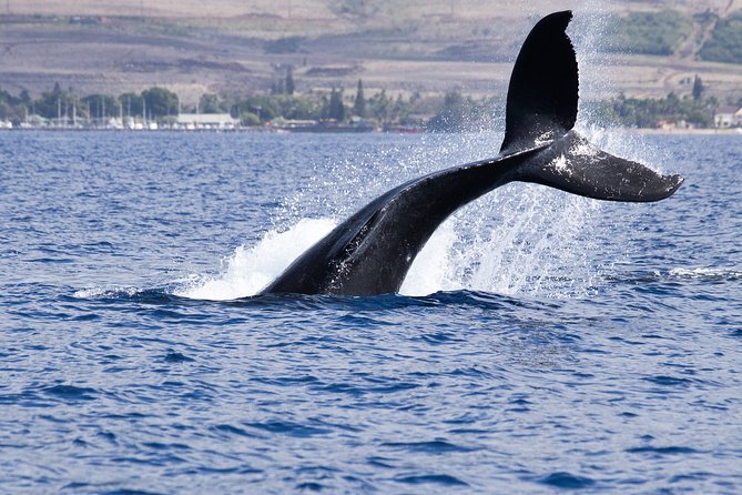 Private Tour Fee to See Whales and Dolphins - Host Response