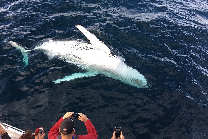Private Tour Fee to See Whales and Dolphins - Worth The Stay