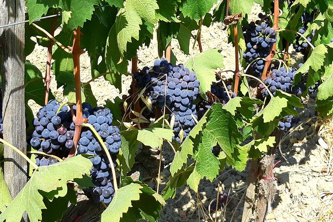 PRIVATE TOUR: Florence & Chianti in One Day With Lunch and Tasting in Winery - Pickup Information