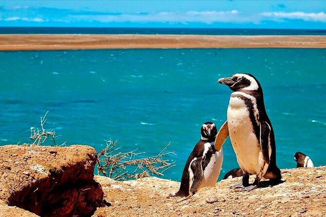 Private Tour for Cruises Around Valdés Peninsula - Duration and Transportation Details