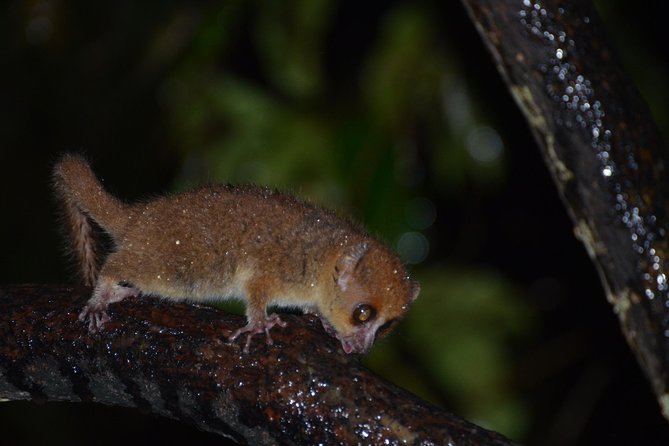 Private Tour for the Highlights of Madagascar - Cultural Immersion