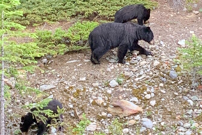Private Tour for up to 24 Guests of Lake Louise and the Icefield Parkway - Included Services