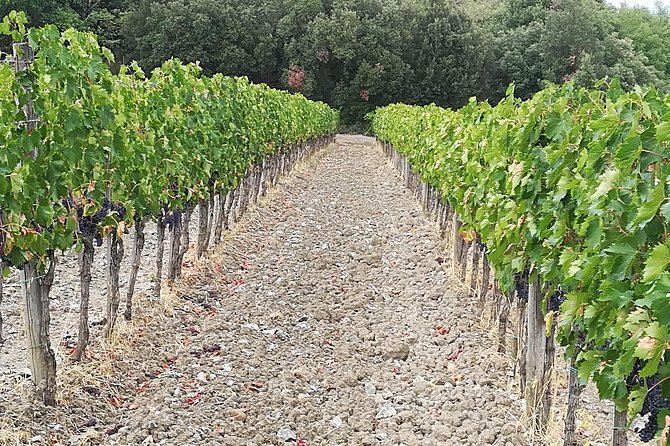 Private Tour: "Francigena Way" in Chianti With Lunch & 2 Wine-Tastings - What to Expect
