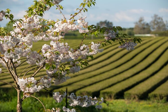Private Tour From Auckland - Waitomo Glowworm Caves, Zealong Tea & Kiwi Bird - Included Experiences