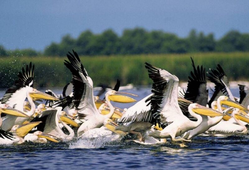 Private Tour From Bucharest to Danube Delta 2 Days Tour - Tour Inclusions